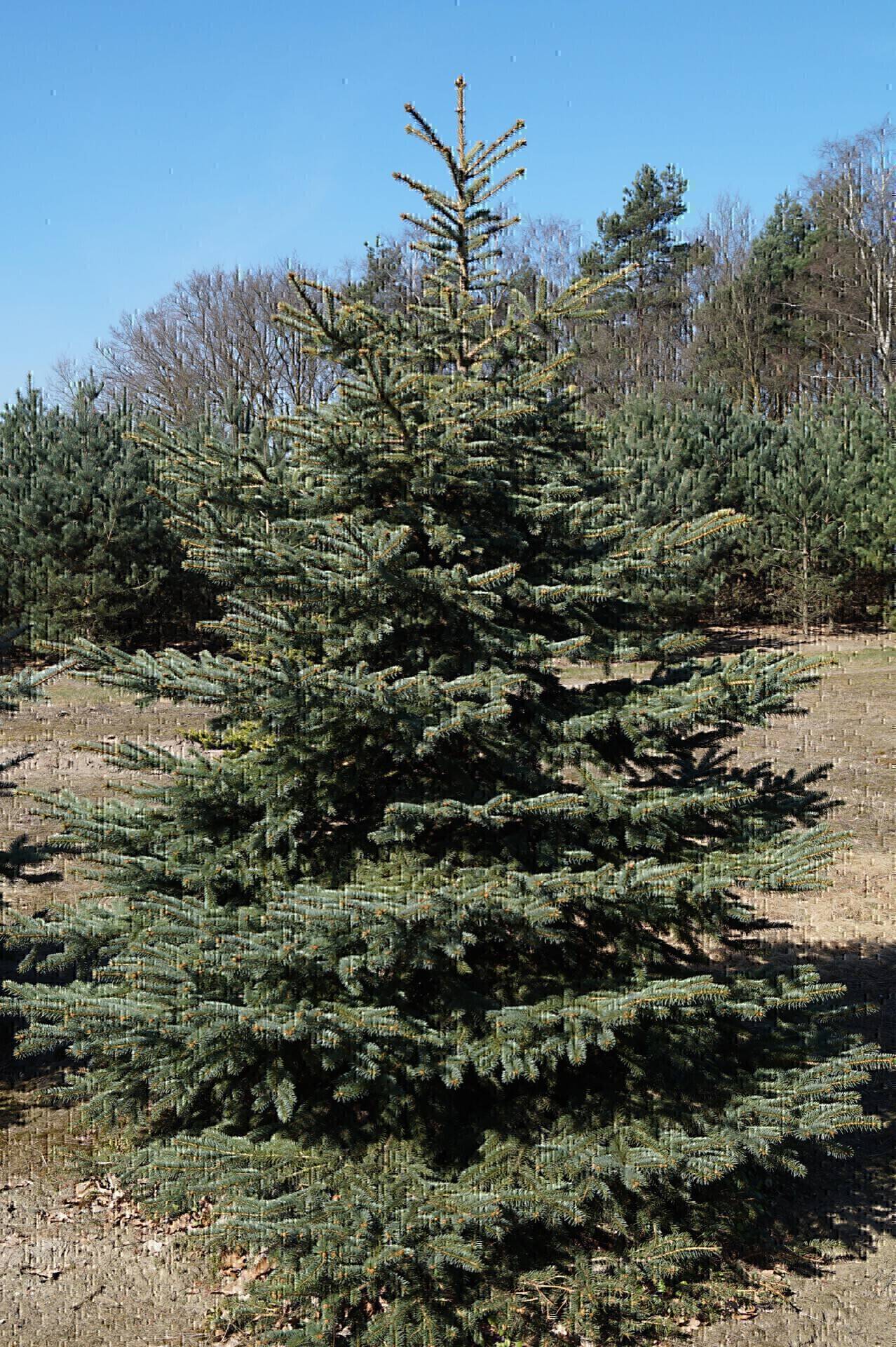 Picea pungens_03